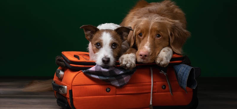 Фото: 4lapy.ru