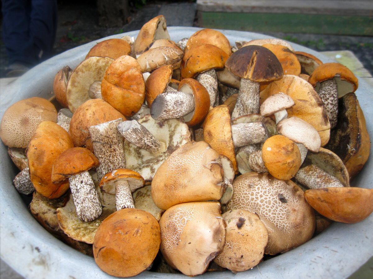 Как мариновать белые грибы, подосиновики и подберезовики горячим способом