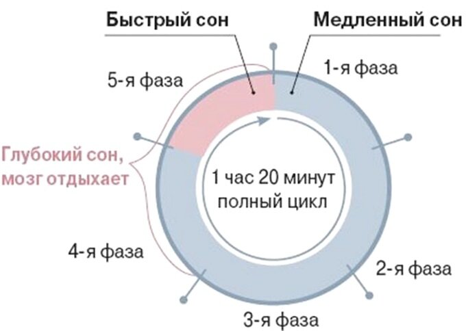 Один цикл сна длится