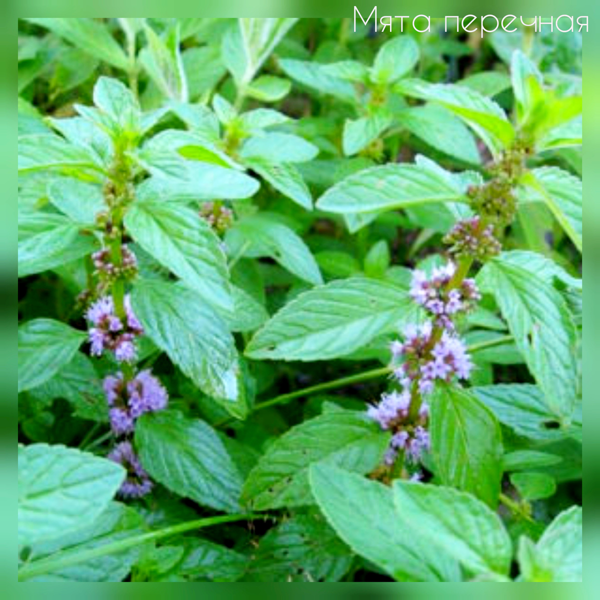 Мята перечная