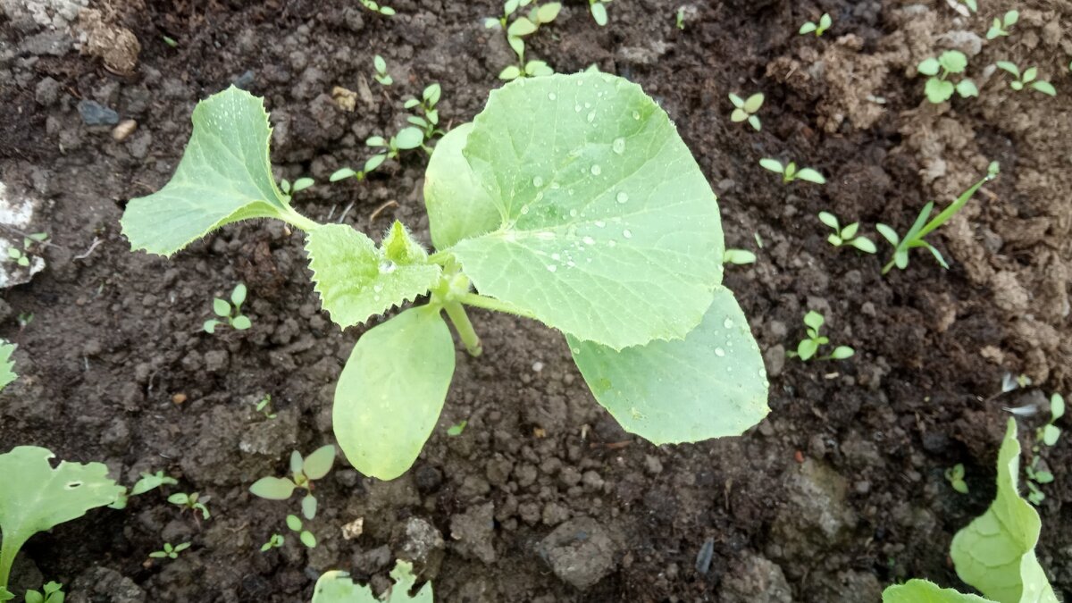 Вот такой росточек  дыни Колхозница поселился в моей теплице