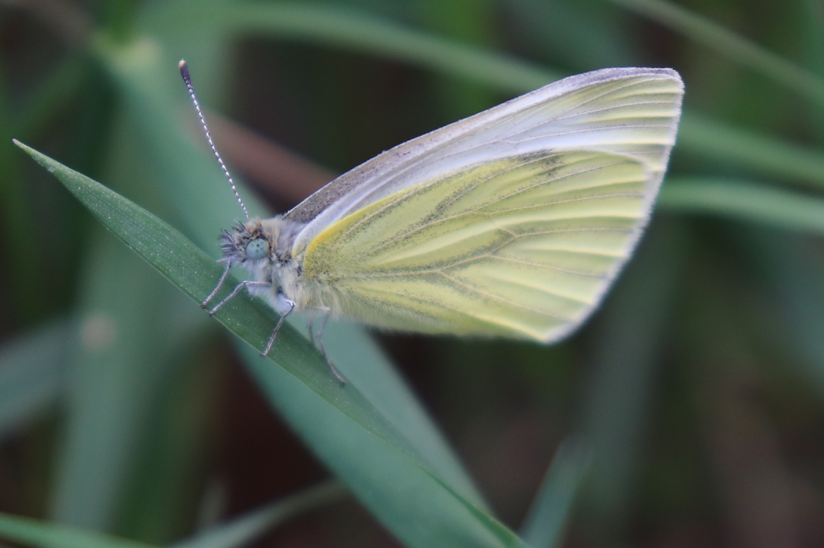 Рожденная летать