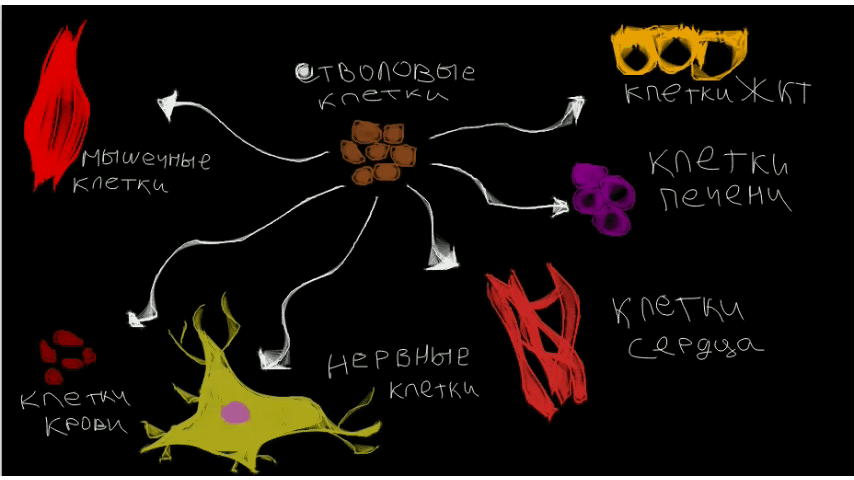 Применение стволовых клеток