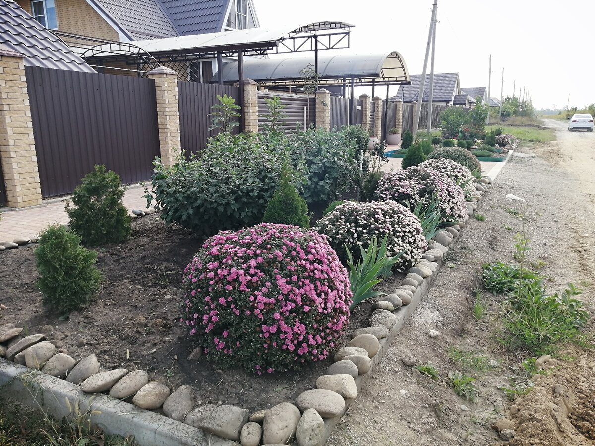 Зацветают хризантема мультифлора