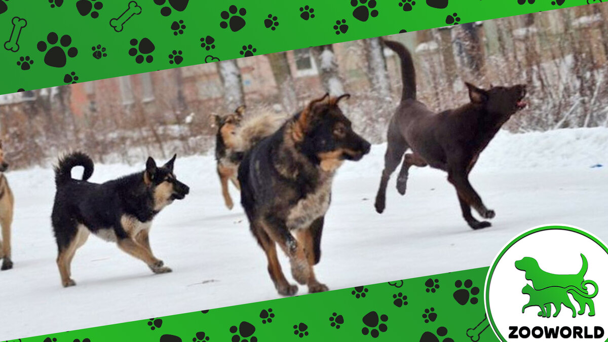 Дорогие читатели, рекомендую вам подписаться на мой канал, так вы не будете пропускать новые интересные и увлекательные статьи! Также не забывайте ставить лайки и оставлять комментарии, для того, чтобы ещё больше людей увидели много интересной и познавательной информации о мире животных!