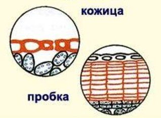покровные ткани. справа кожица, слева пробка