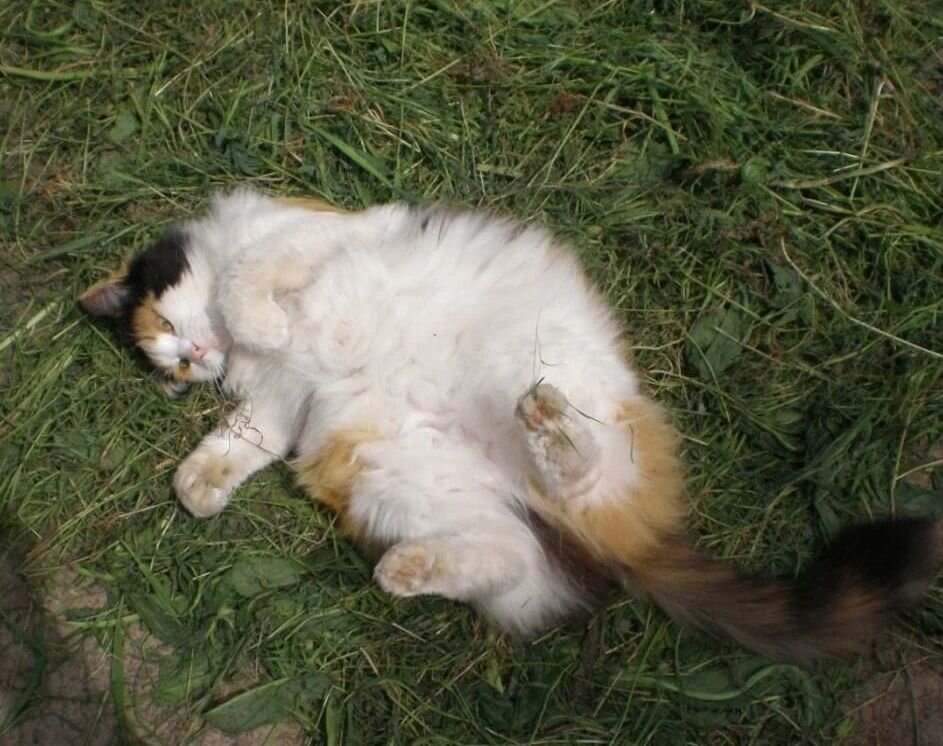 Марфа Васильевна не прочь поваляться на травке. 