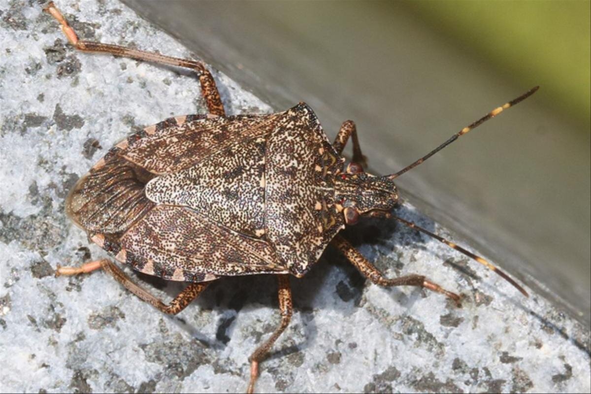 Дьявольский клоп, научное название Halyomorpha halys, является инвазивным видом из Азии.