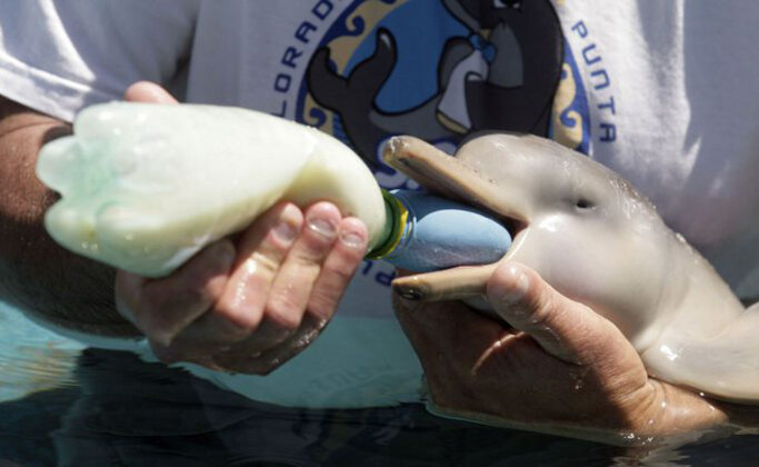  vk.com/sereneseadolphins