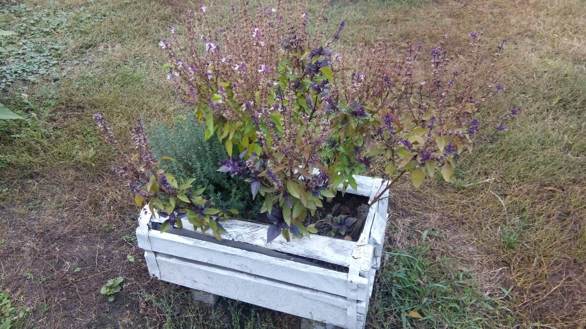 Ящик-горшок с пряными травами, и красиво и полезно