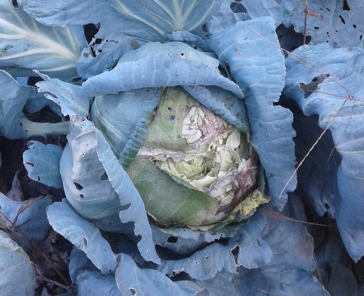 Придётся пустить его на квашение