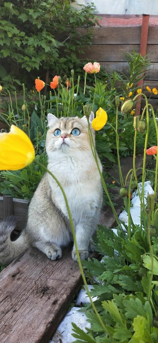 Фото взято из открытого  источника