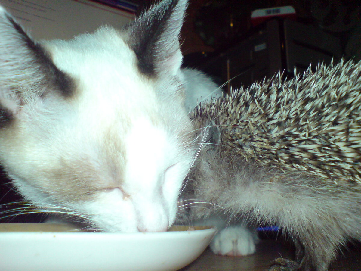 Мартин и ёжик друзья с детства.