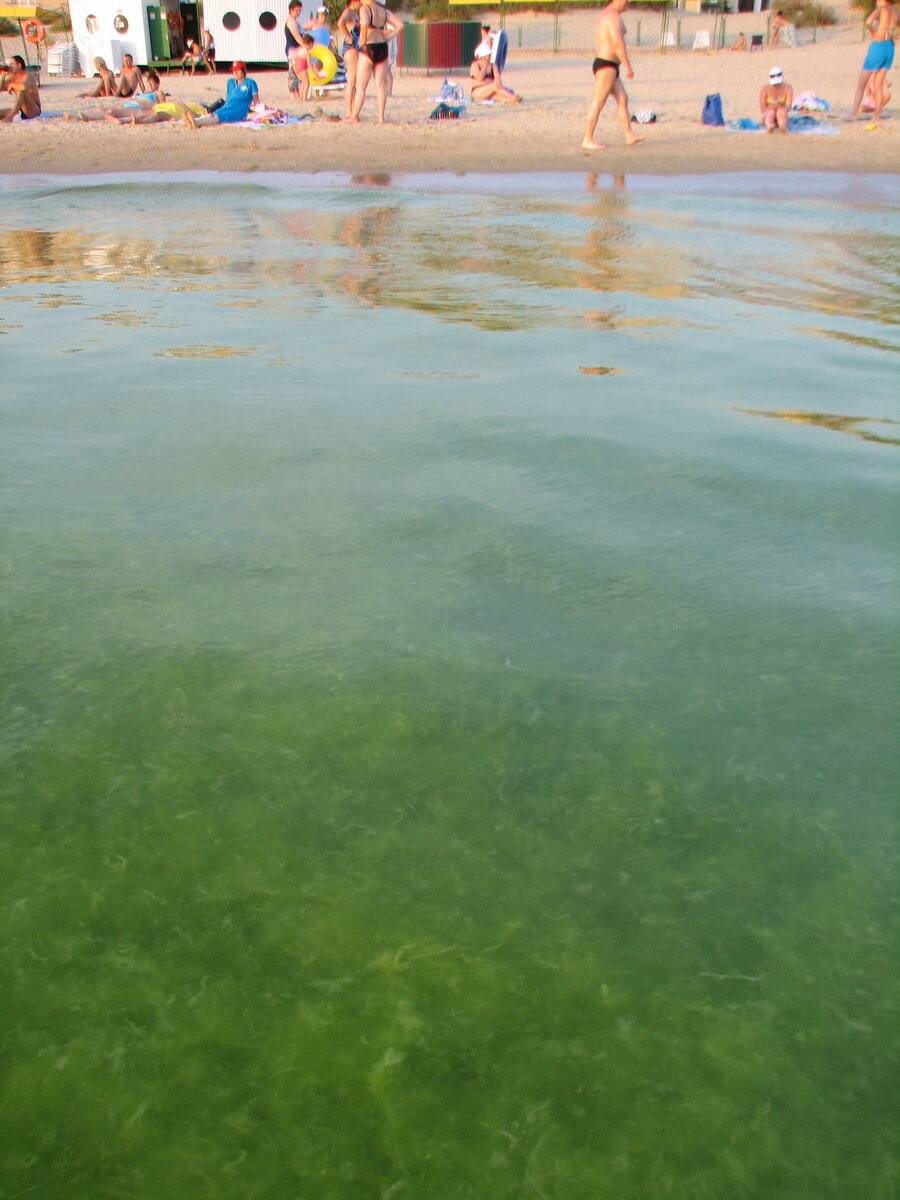 Море цветет. Анапа Джемете водоросли. Анапа море цветет. Джемете море цветет. Фея 2 Анапа пляж.