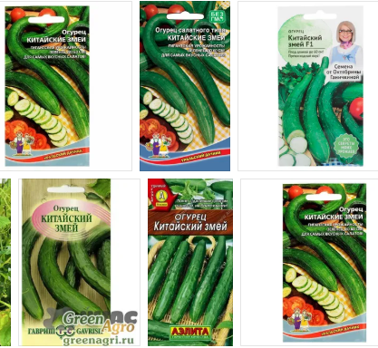 ИХ ТЕПЕРЬ МНОЖЕСТВО СОРТОВ И ГИБРИДОВ, НА ЛЮБОЙ ВКУС