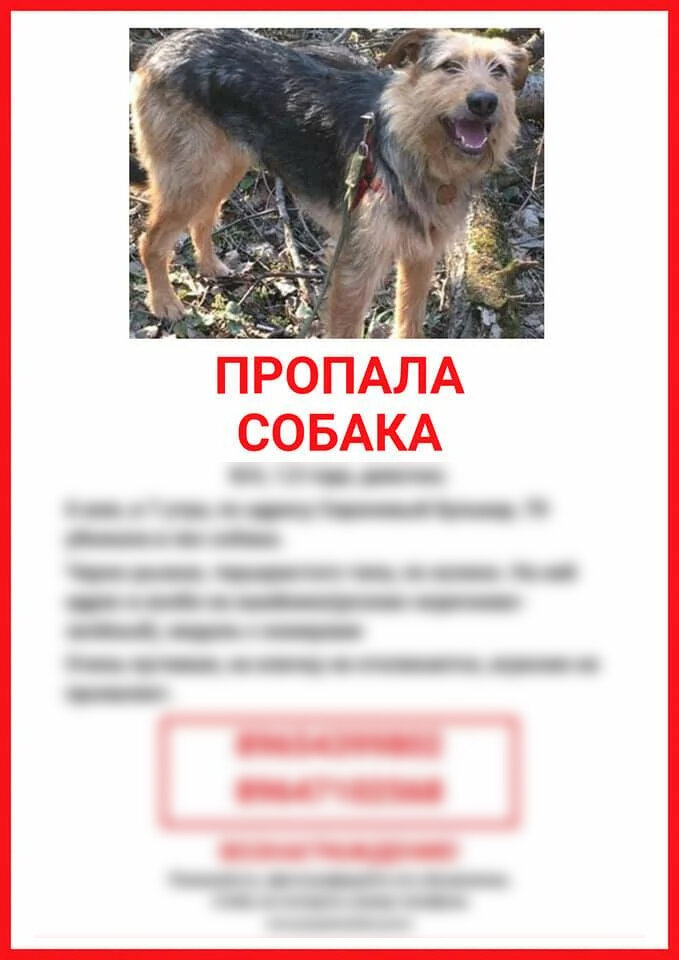 Объявление о пропаже той самой собаки.