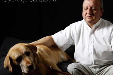 Лабрадор-поводырь Дорадо