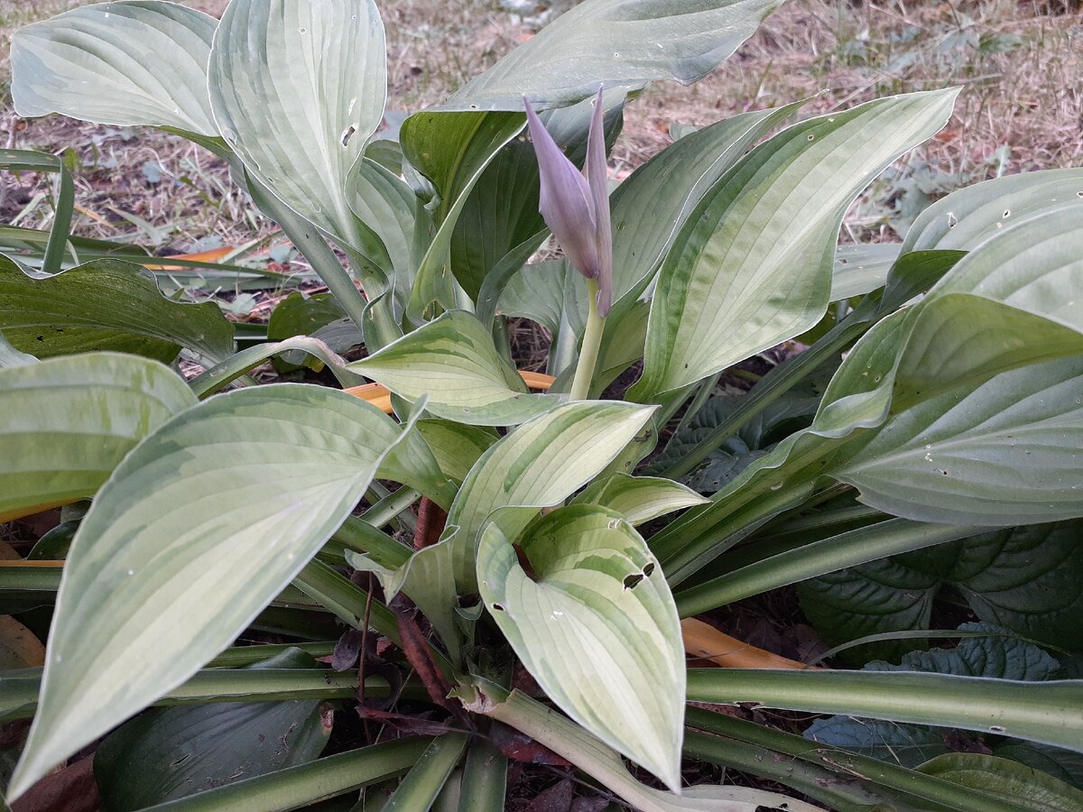 Хоста зацветает в октябре