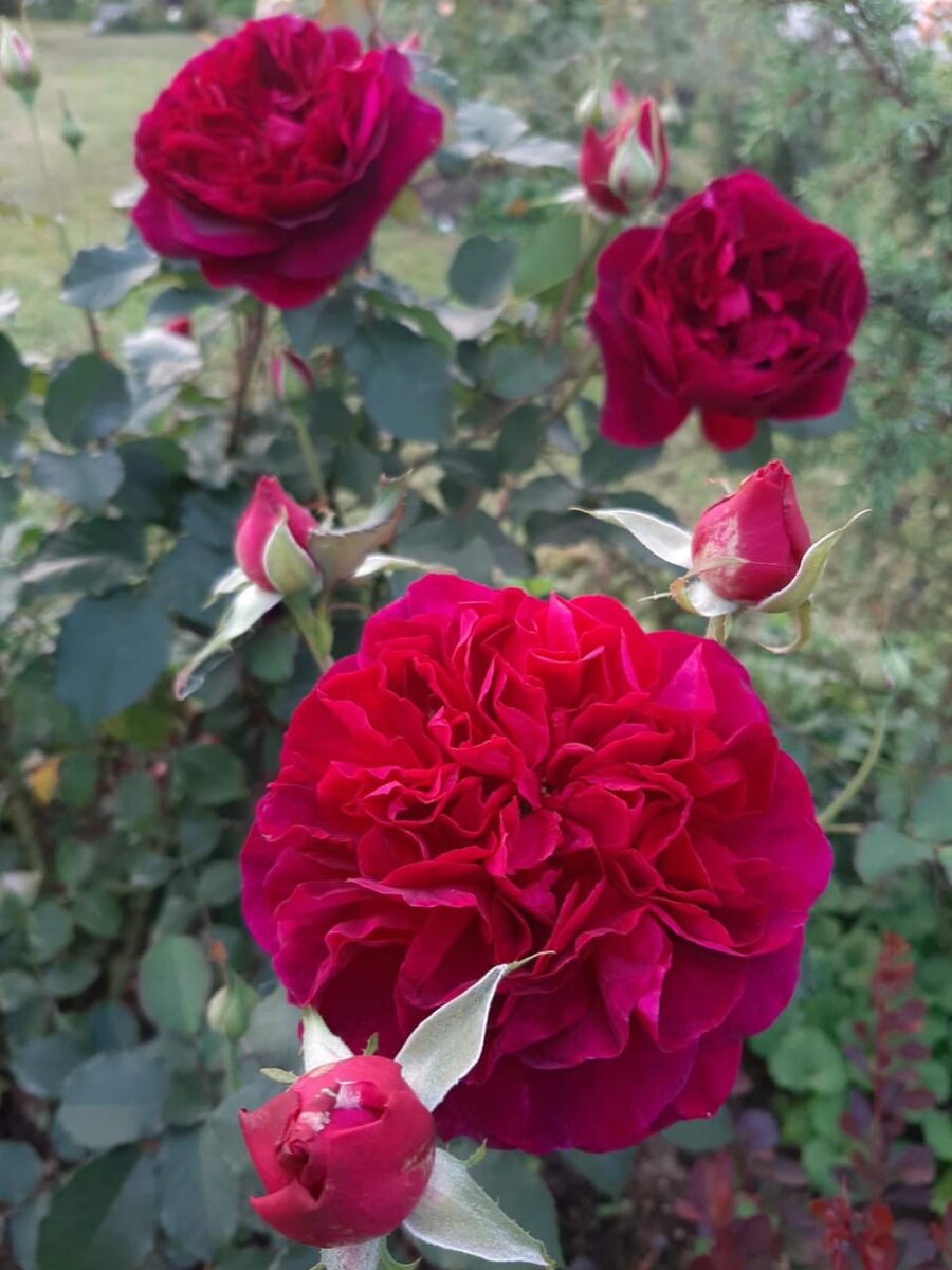 Манстед Вуд. "Остинка"