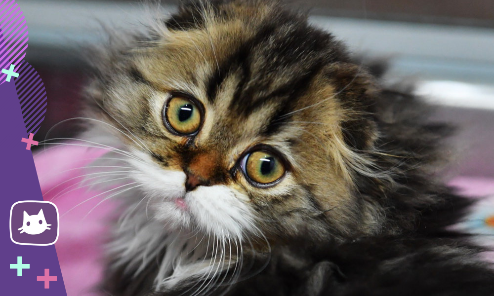 Анализ реакции на звук имени