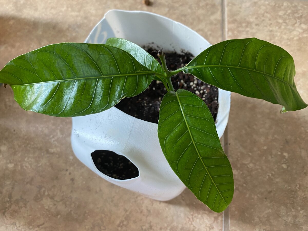 Растение манго 