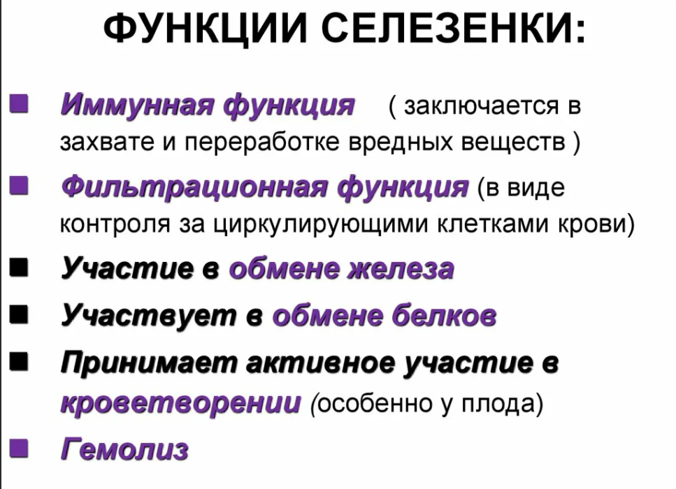 Селезенка функции в организме человека. Основные физиологические функции селезенки. Роль селезенки в организме человека. Селезенка функции кратко.