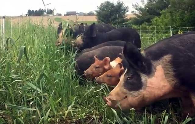 Почему поросенок грызет доски. Свинья валяется в грязи. Костюм свиньи. Йоркшир поросята. Совершенная свинья.