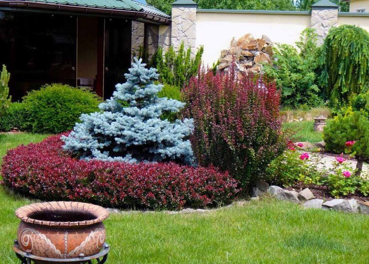 Барбарис Тунберга - уникальный кустарник для вашего сада