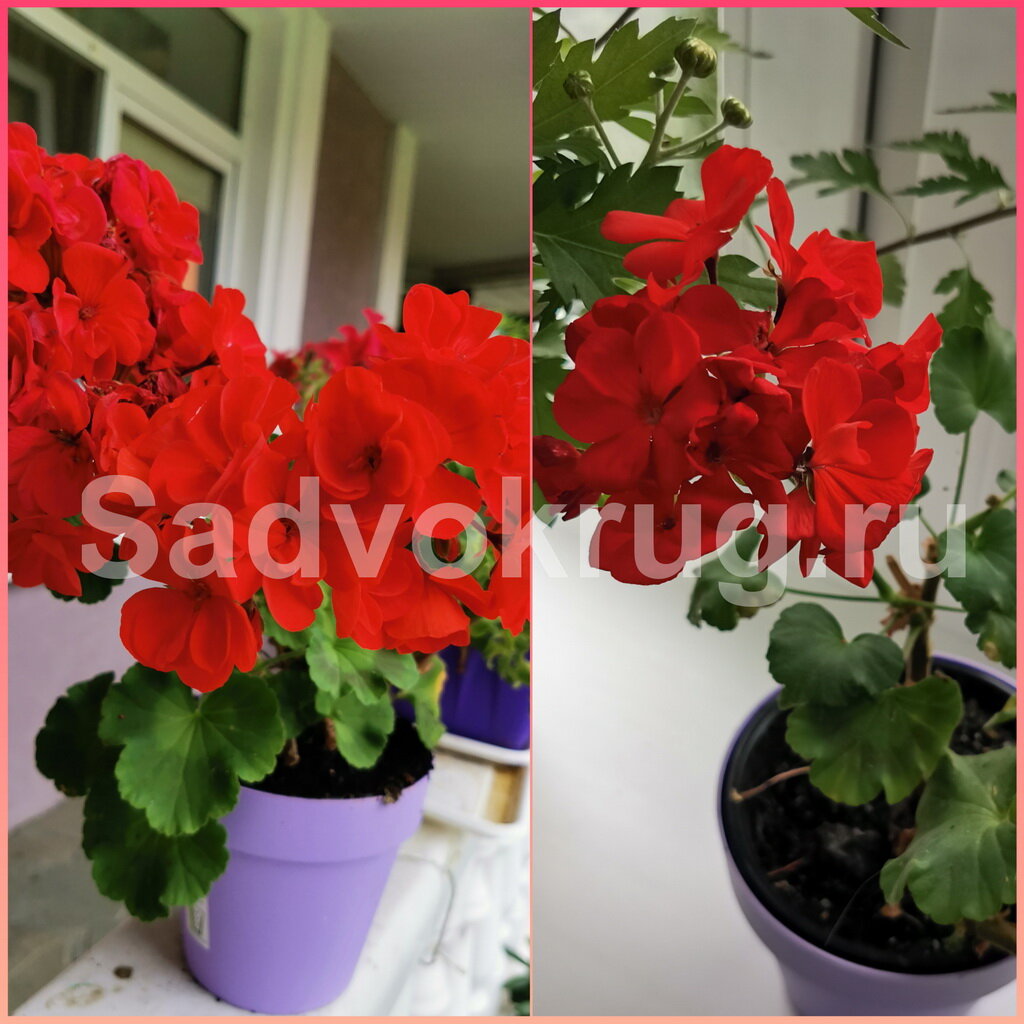 На фото: Цветущая герань