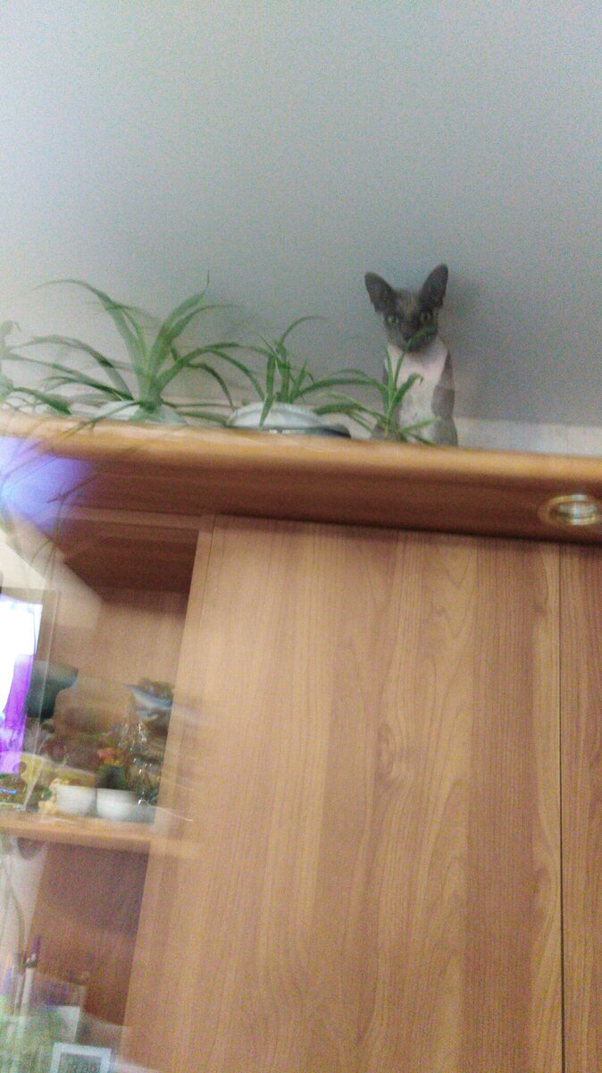 лазать по верхам,на даче по деревьям