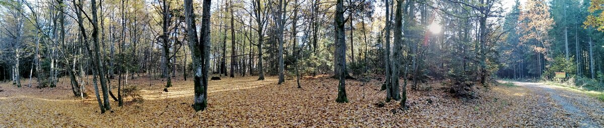 После листопада