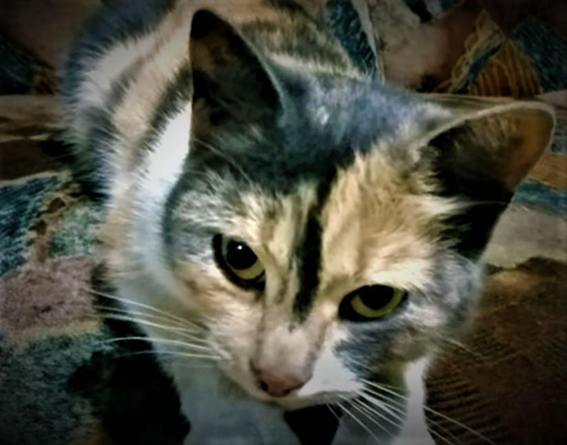 Трёхцветная кошка Мила