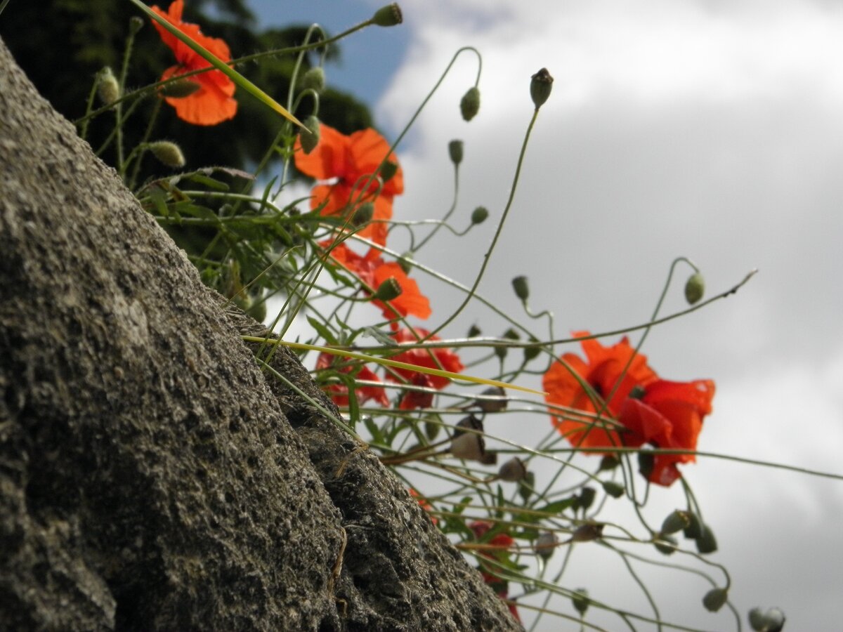 Фотография авторская в итальянском городе Падуя.