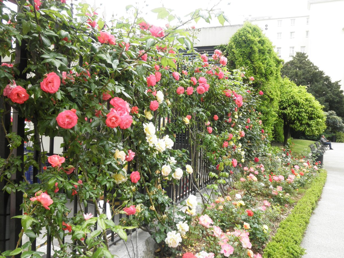 Фото автора. Аллея усеянная розами.