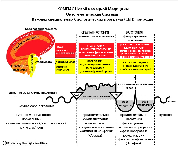 Флеш биологическое декодирование болезней. Пять биологических законов.доктора Хамера. Доктор Хаммер новая Германская медицина. Таблица Хаммера новая Германская медицина. Новая Германская медицина 5 биологических законов.