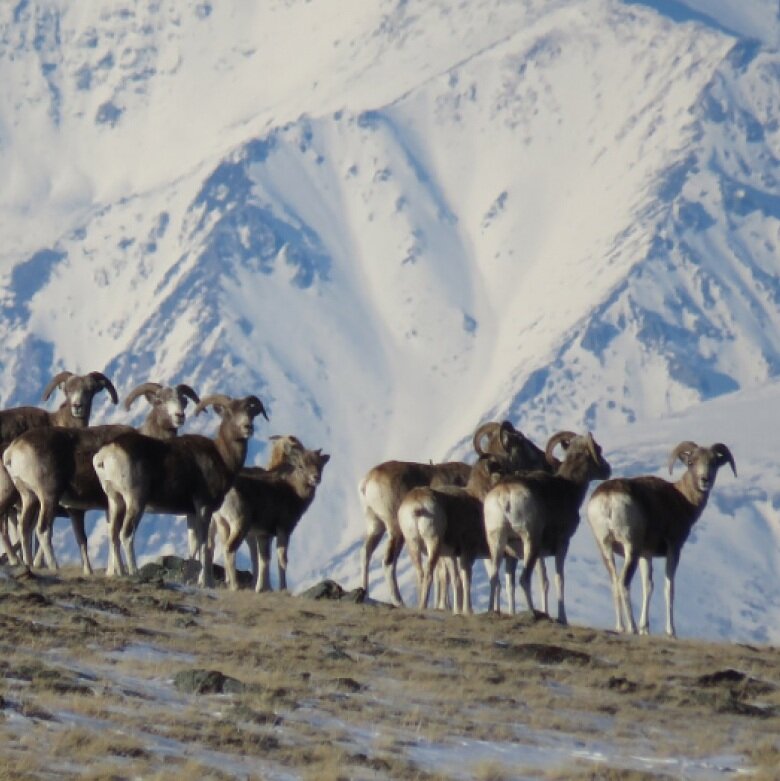 собственно - архары (Ovis ammon ammon), фото с: m.barneos22.ru