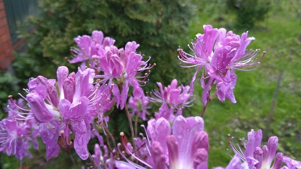 Рододендроны для Подмосковья