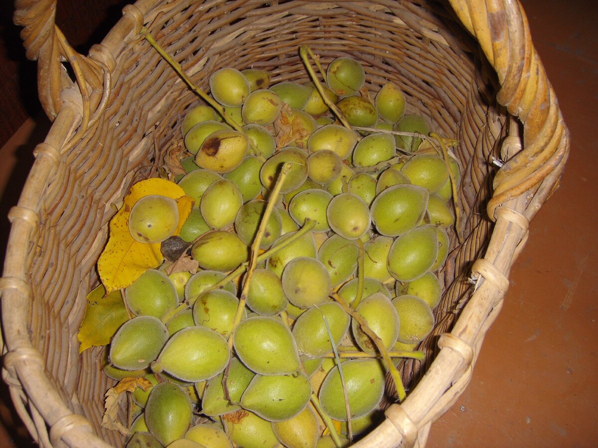 (Последняя партия тонкокорого сердцевидного. Фото личного архива)