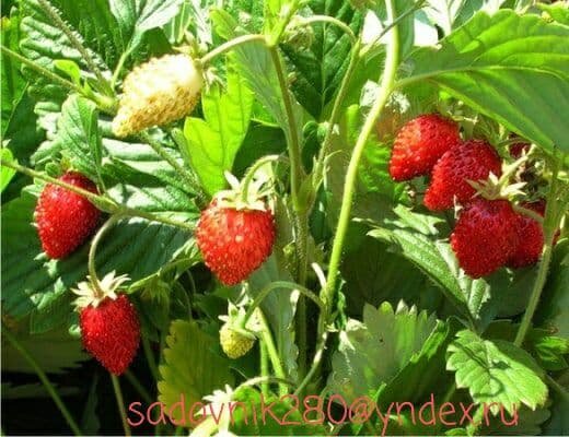 Земляника в конце июля.