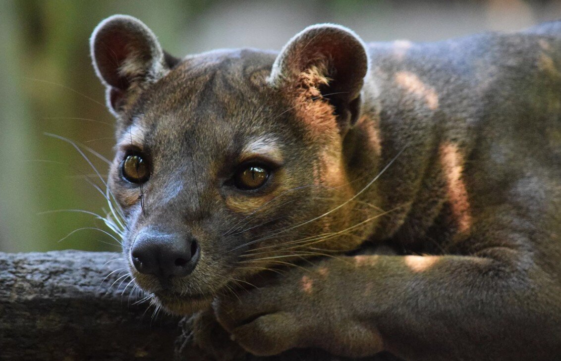 Фото в свободном доступе. Взято из сети Яндекс.