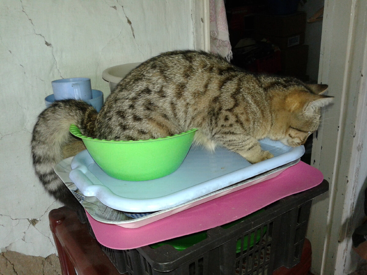 ПРОШУ К СТОЛУ, ВСКИПЕЛО!