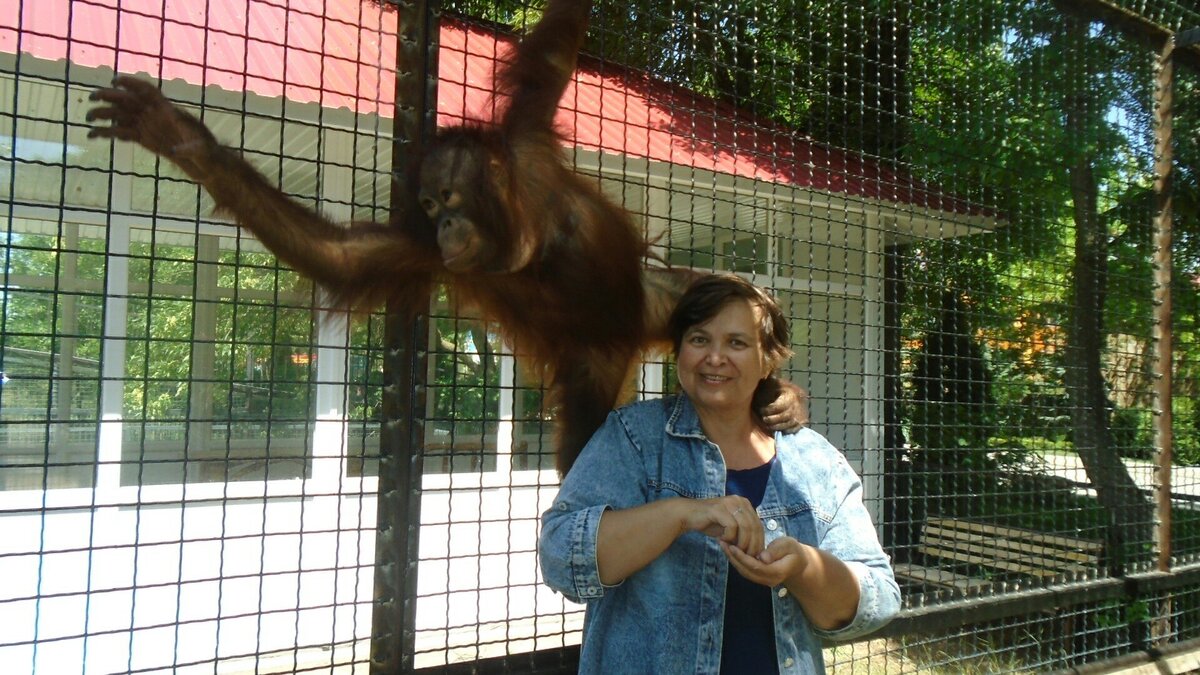 Особая моя любовь, человекообразные обезьяны, мы с ней нашли общий язык, орангутан Дана не хотела меня отпускать, у меня были вкусные орешки 😂