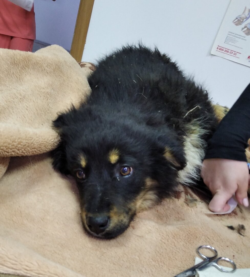 Барни испытывал страшные боли, только в клинике щенку стало легче, когда ему начали делать уколы.