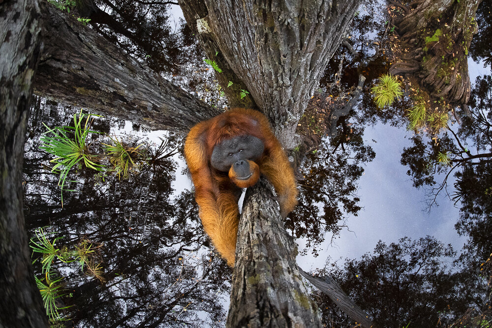 Thomas Vijayan / World Nature Photography Awards
