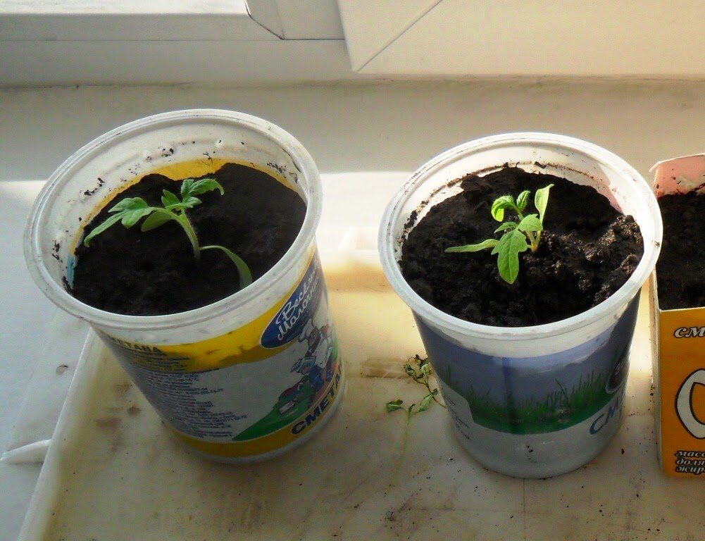  Приступаю к процедурам замедления роста рассады Способ первый.