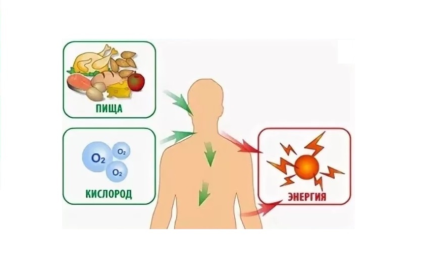 Процесс клеточного дыхания