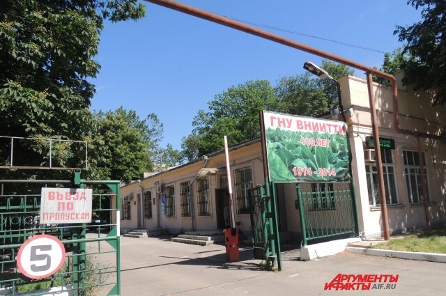 Институту Табака в Краснодаре в прошлом году исполнилось 100 лет. Фото: АиФ/ Алина Менькова