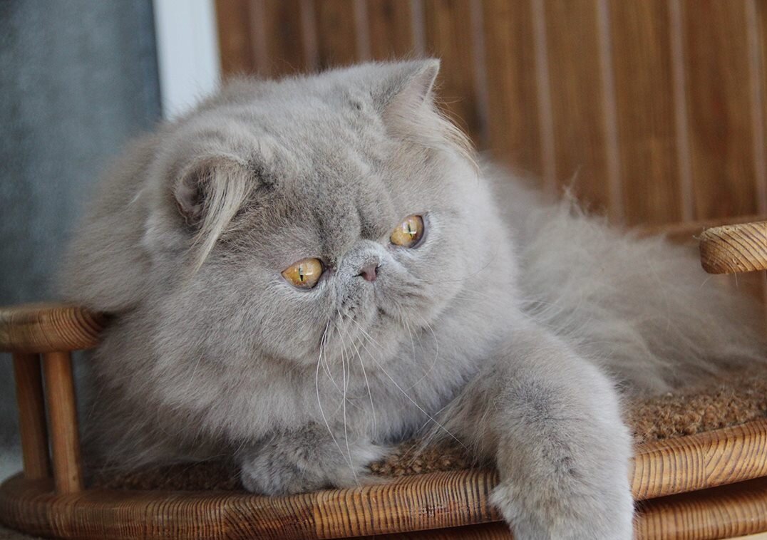 Порода Фолдекс