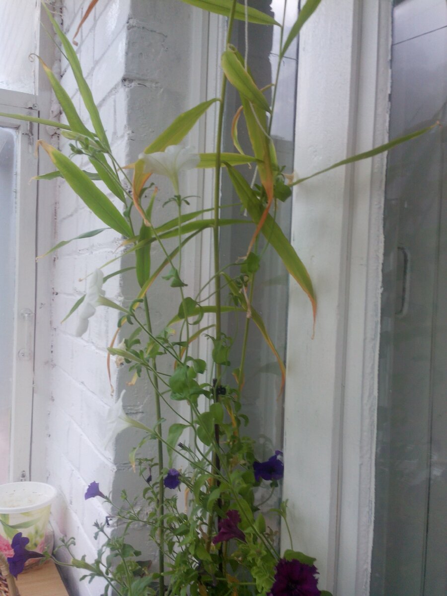 Имбирь растет на балконе.