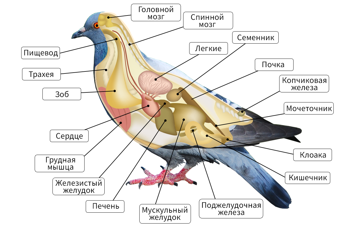 Рис 1. Внутреннее строение голубя 